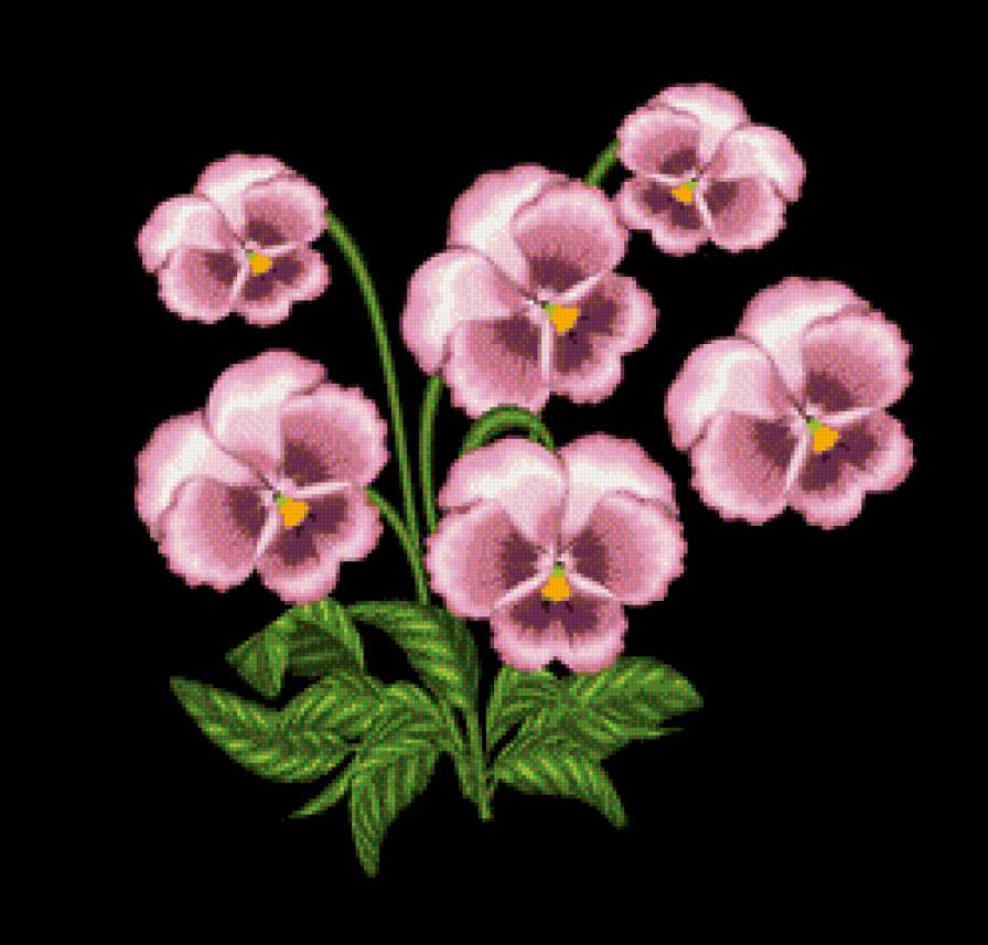 розовые анютки - анютины глазки, цветы - предпросмотр