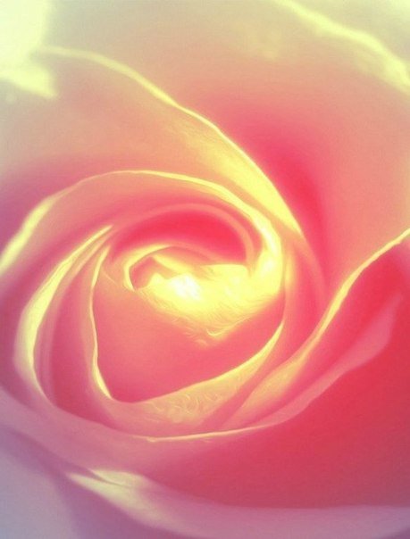 №648743 - цветок, нежность - оригинал