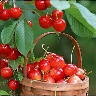 черешня в корзине - ягода.черешня.корзина - оригинал