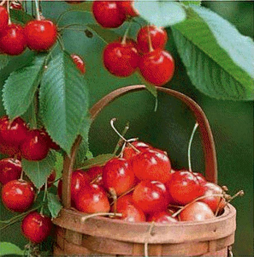 черешня в корзине - ягода.черешня.корзина - предпросмотр