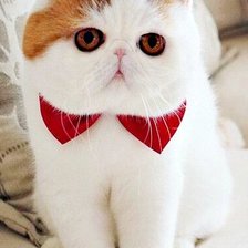 Схема вышивки «кот2»