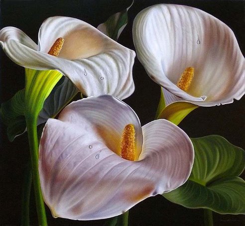 Каллы - цветы, природа - оригинал