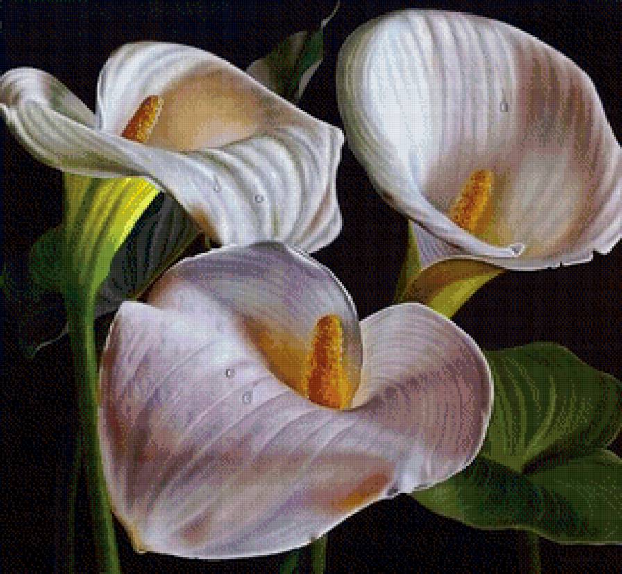 Каллы - цветы, природа - предпросмотр