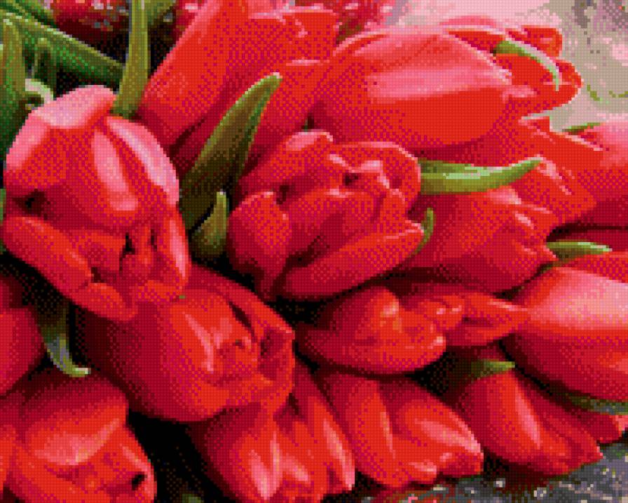 тюльпаны - предпросмотр