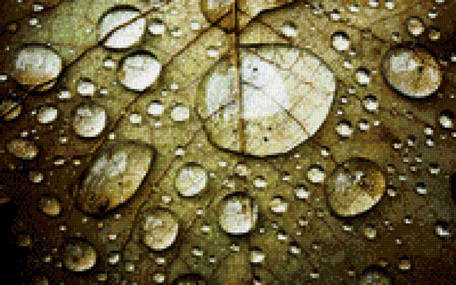 капли на листе - капли, лист, ростение, роса - предпросмотр