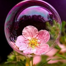 Схема вышивки «мыльный пузырь на цветке»