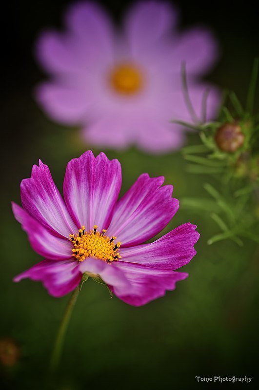 цветок - цветы - оригинал