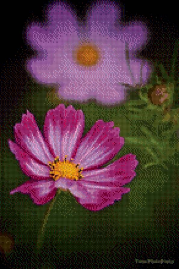 цветок - цветы - предпросмотр