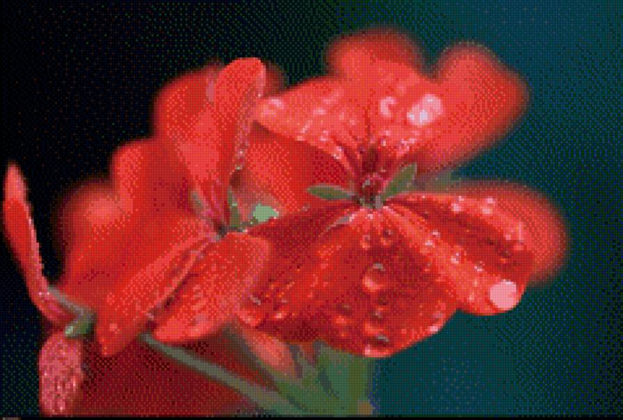 красный цветок в росе - цветок, роса - предпросмотр
