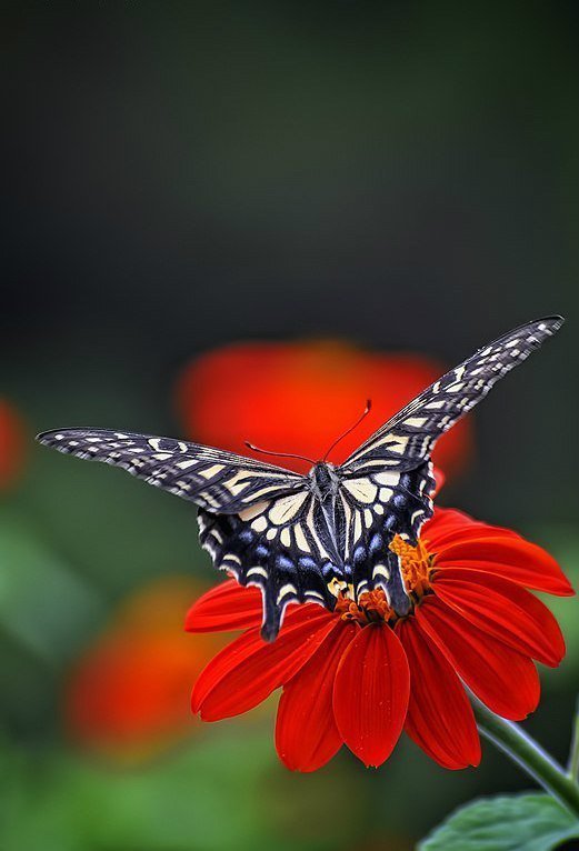 бабочка на цветке - бабочка, цветок, насикомые - оригинал