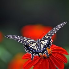 Оригинал схемы вышивки «бабочка на цветке» (№650196)