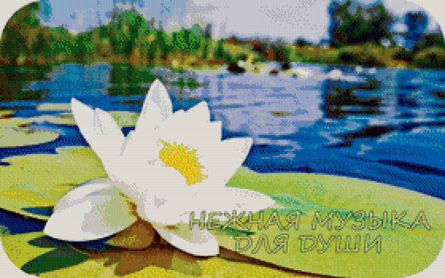 лотос - лотосы, цветы - предпросмотр