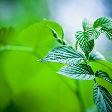 Схема вышивки «веточка зелени»