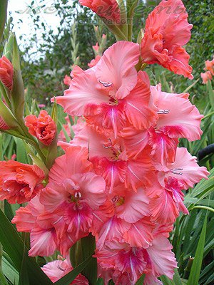 гладиоус - гладиоус, цветы - оригинал