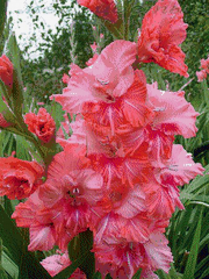 гладиоус - цветы, гладиоус - предпросмотр