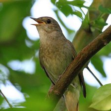Схема вышивки «птица»