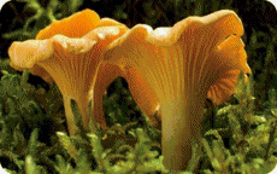 грибы лисички - грибы - предпросмотр
