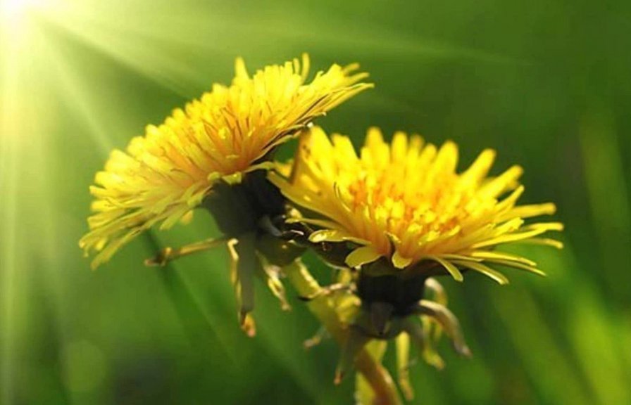 одуванчик - цветок, одуванчик - оригинал