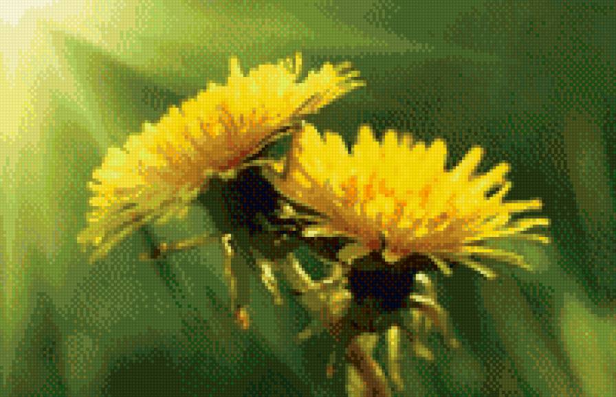 одуванчик - одуванчик, цветок - предпросмотр