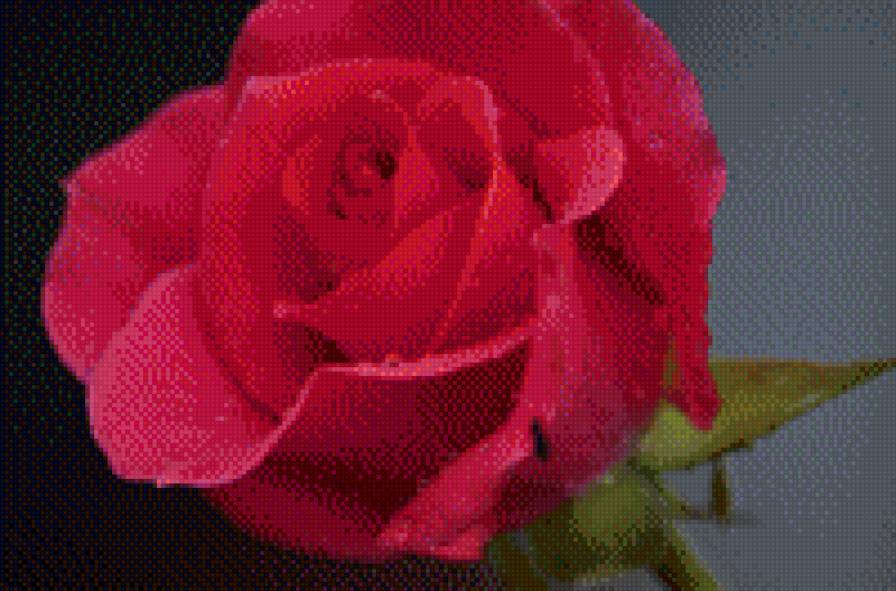 David Austin Rose - предпросмотр