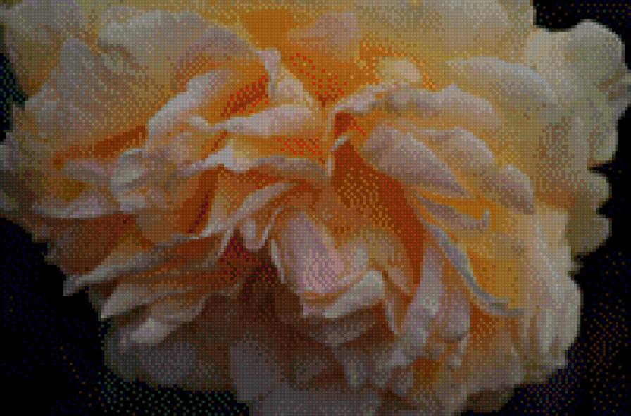 Sahara Rose - предпросмотр