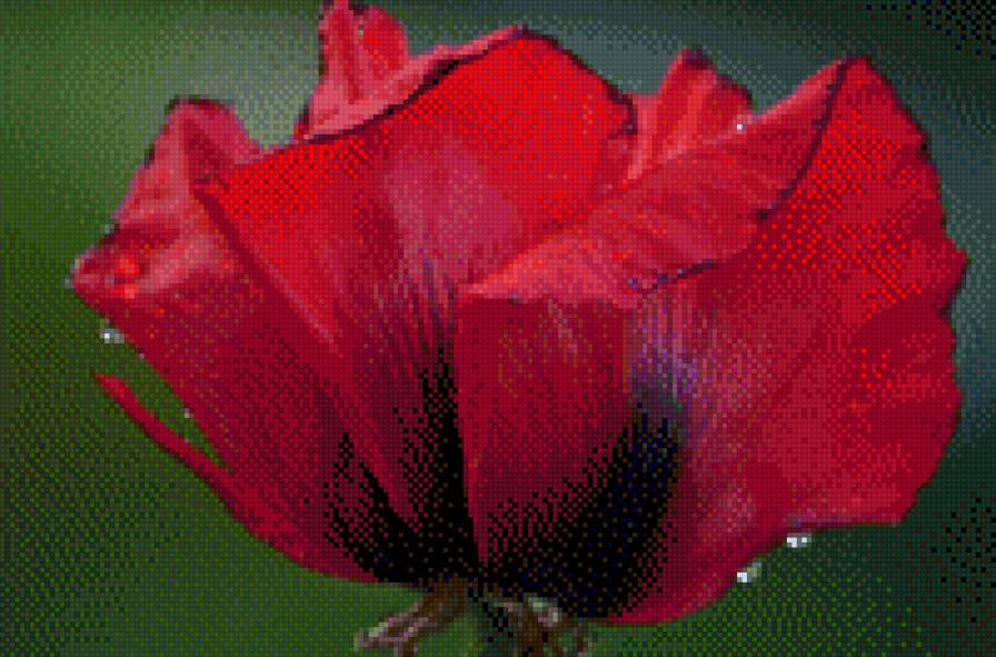 Мак - предпросмотр