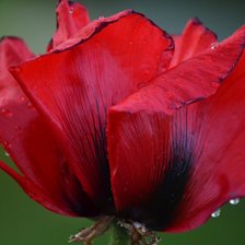 Схема вышивки «Мак»