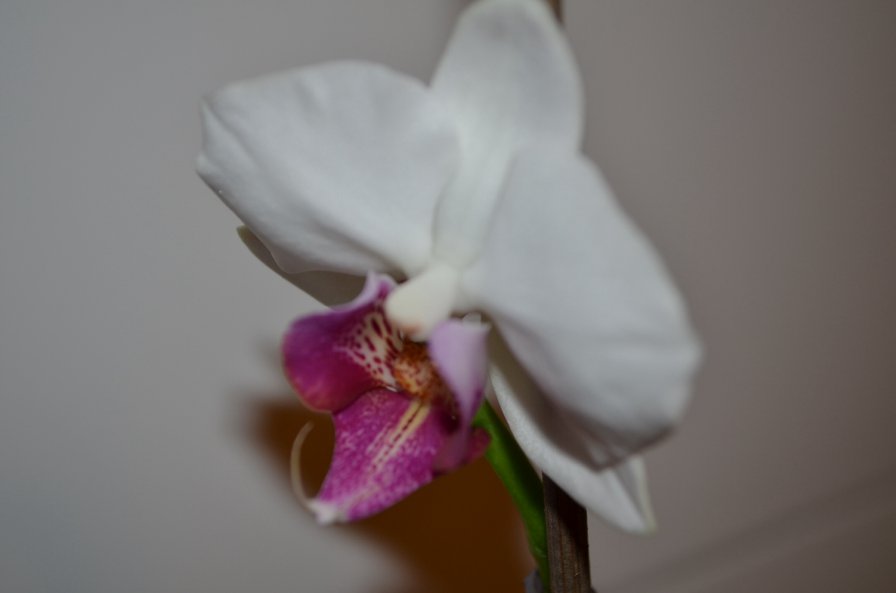 My orchid - оригинал