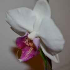 Схема вышивки «My orchid»