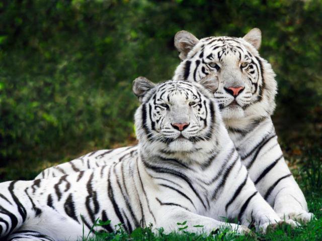 царственная пара - тигры, животные, пара - оригинал