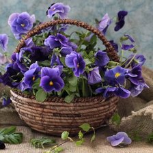 Схема вышивки «анютени глазки в корзине»