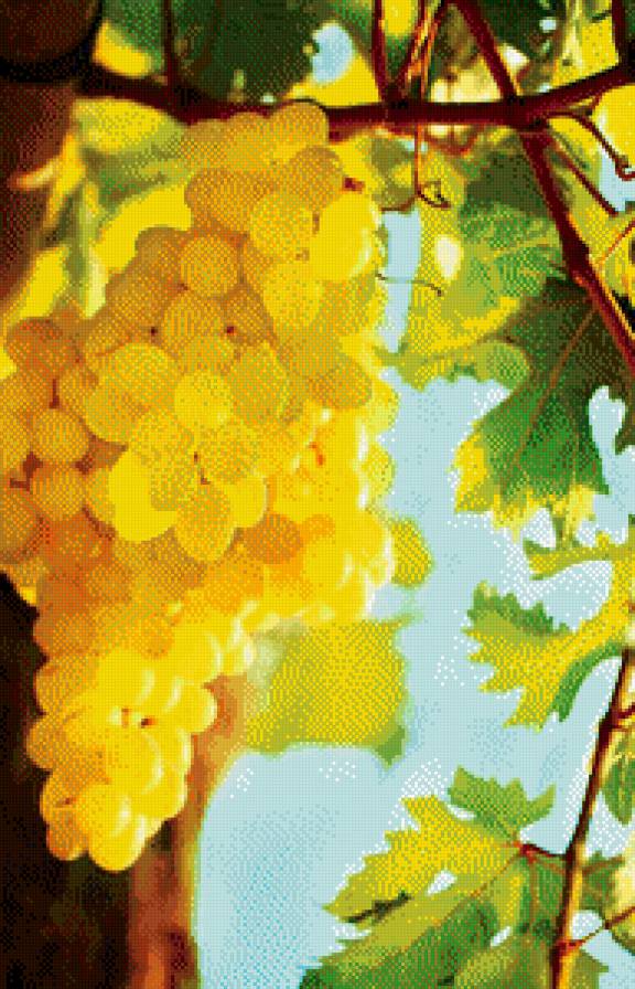 Виноградная лоза - виноград, солнце - предпросмотр