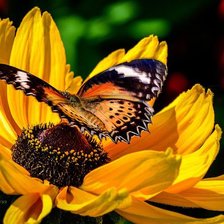 Оригинал схемы вышивки «бабочка на желтом цветке» (№650634)