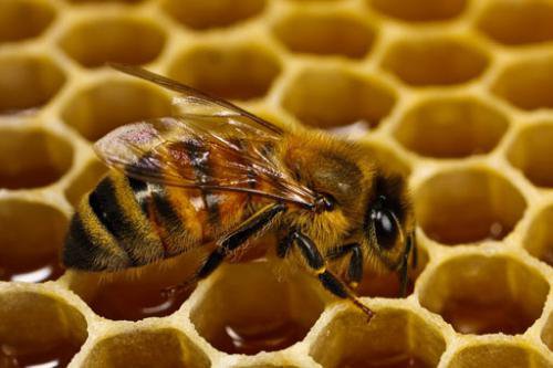 пчела и соты - пчела, соты, насикомые - оригинал