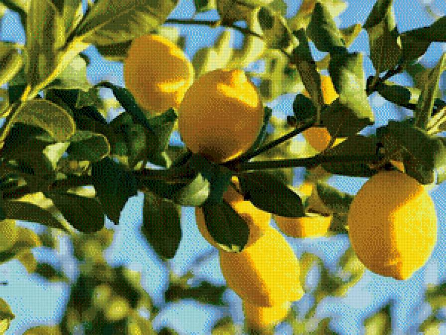 Лимонное дерево - лимон - предпросмотр