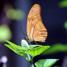 Схема вышивки «бабочка на листе»