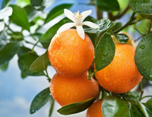 Апельсиновое дерево - апельсин - оригинал