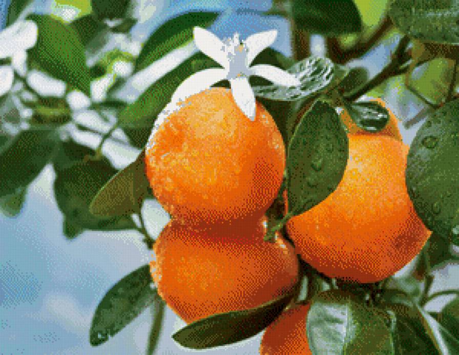 Апельсиновое дерево - апельсин - предпросмотр