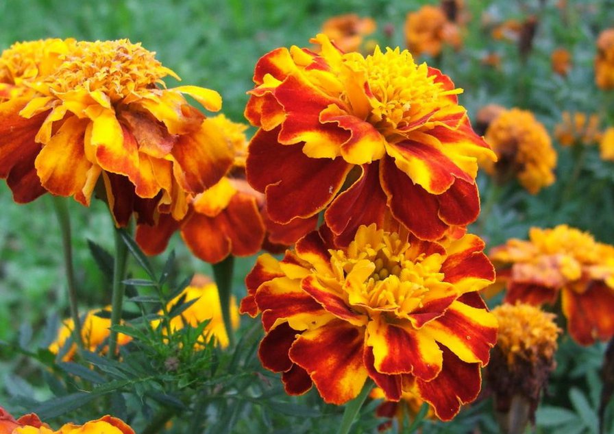 чернобрывцы - цветы - оригинал