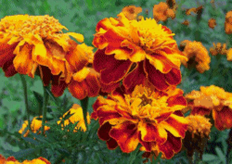 чернобрывцы - цветы - предпросмотр