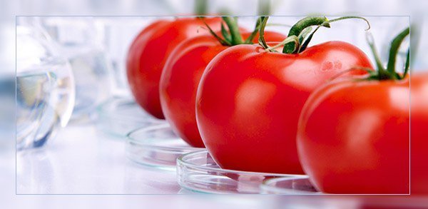 помидор - овощи, еда, кухня, помидор - оригинал