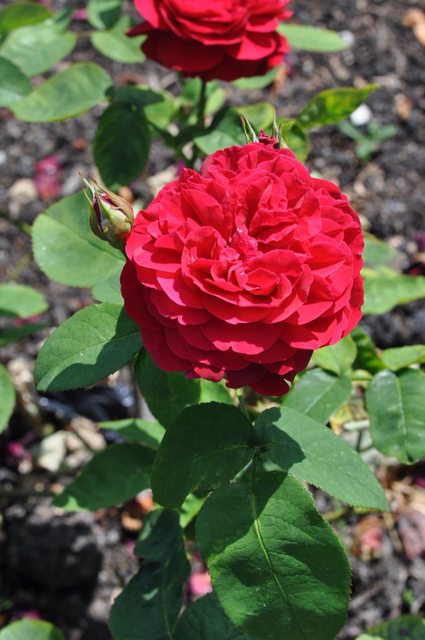 English Rose - розы, англия - оригинал