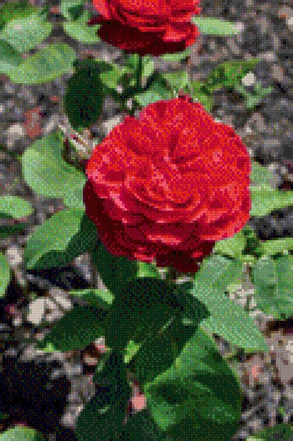 English Rose - розы, англия - предпросмотр