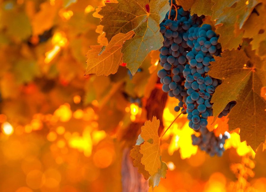 Осенний виноград - солнце, осень, виноград - оригинал