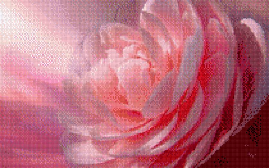 пион - нежность, цветы, пион, природа - предпросмотр