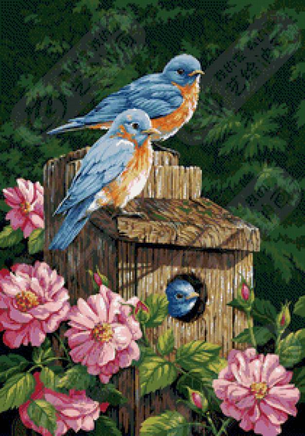 Серия птицы - птицы, природа - предпросмотр