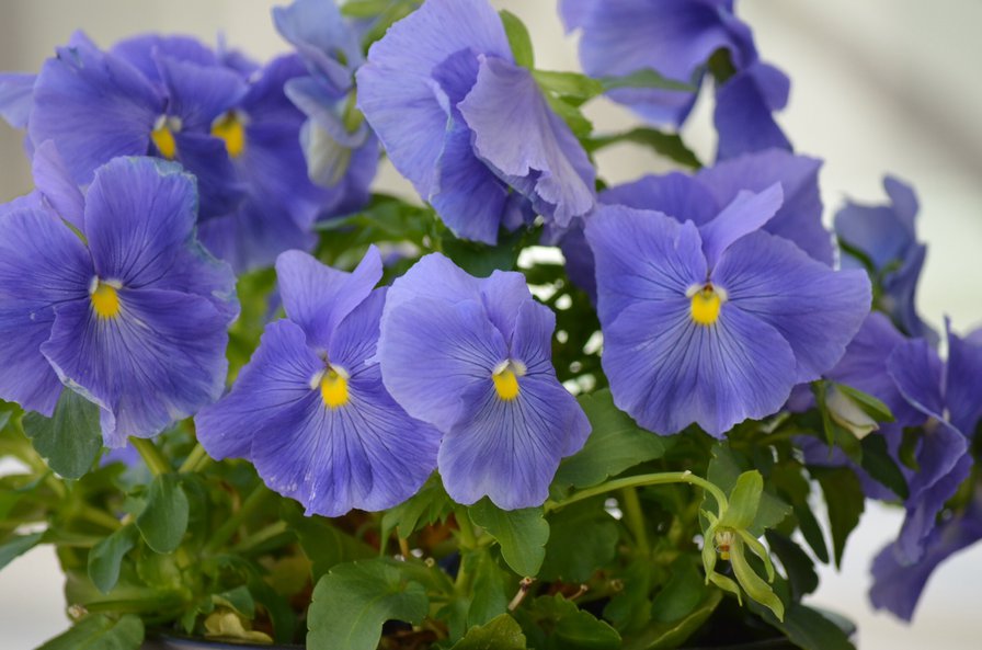 Цветочки) - оригинал