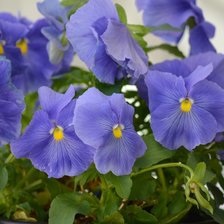 Схема вышивки «Цветочки)»