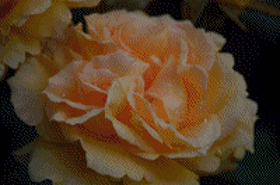 David Austin Rose - предпросмотр