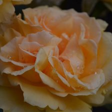 Схема вышивки «David Austin Rose»